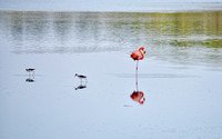 Flamingo and Friends at the St Marks NWR